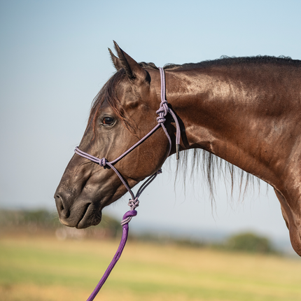 Classic Rope Halter w/ Lead Purple/Grey
