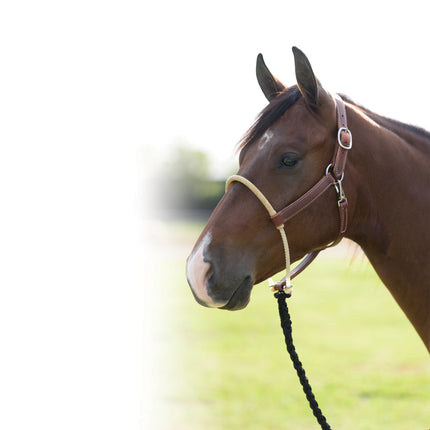 PC Leather Halter w/ Rawhide Nose