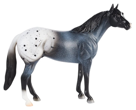 Blue Roan Appaloosa