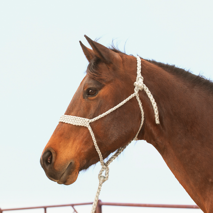 Classic Flat Braid Halter w/ Lead Grey