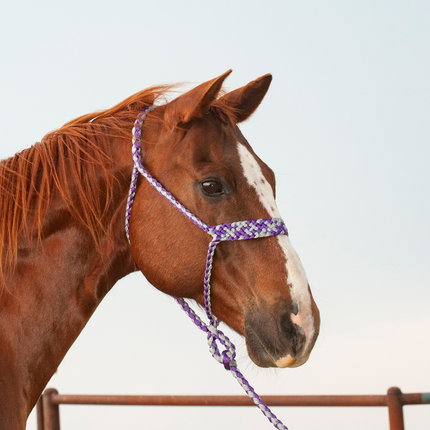 Classic Flat Braid Halter w/ Lead Grey/Purple