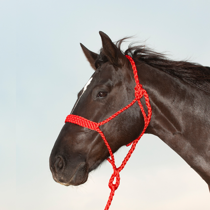 Classic Flat Braid Halter w/ Lead Red