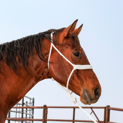 Classic Flat Braid Halter w/ Lead White