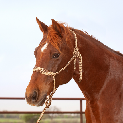 Classic Flat Braid Halter w/ Lead Chocolate/Tan