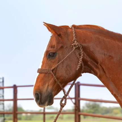 Classic Flat Braid Halter w/ Lead Chocolate