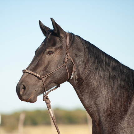 Classic Tri-Tone Halter w/ Lead Chocolate/Brown/Tan