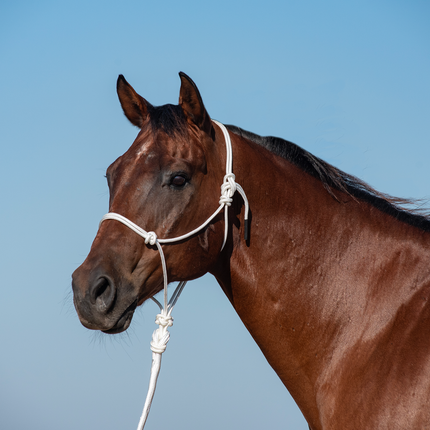 Classic Rope  Halter w/ Lead White