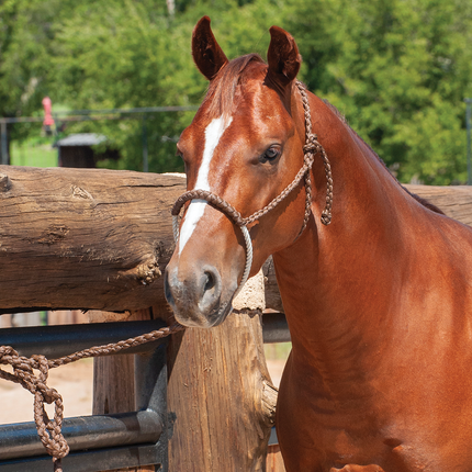 Classic Rope Nose Halter w/ Lead Chocolate