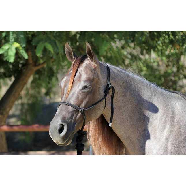 PC Rope Halter w/10' Lead