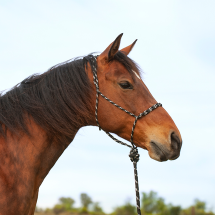 Knotless Halter w/ 9' Lead