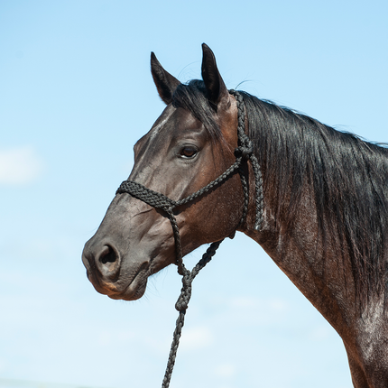 Cashel Flat Braid Halter w/ Lead Black