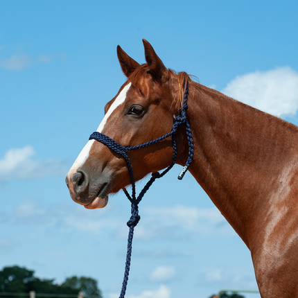 Cashel Flat Braid Halter w/ Lead Navy