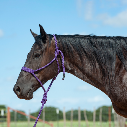 Cashel Flat Braid Halter w/ Lead Purple