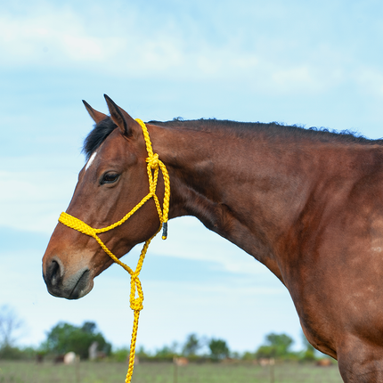 Cashel Flat Braid Halter w/ Lead Gold