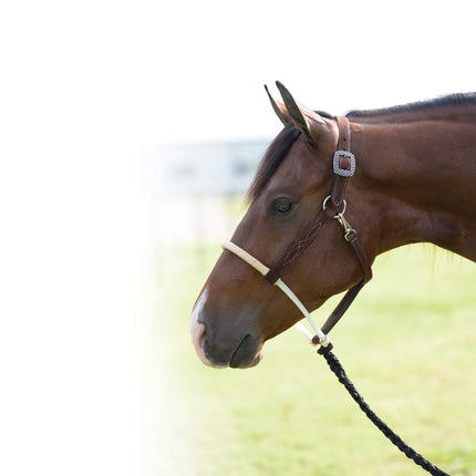 PC Leather Halter w/ Rawhide Nose Chocolate Roughout
