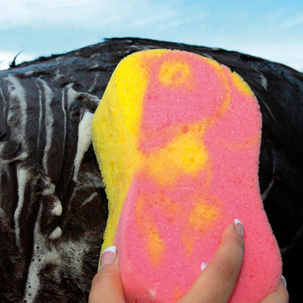 Tie Dye Sponge