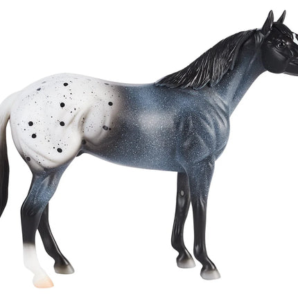 Blue Roan Appaloosa