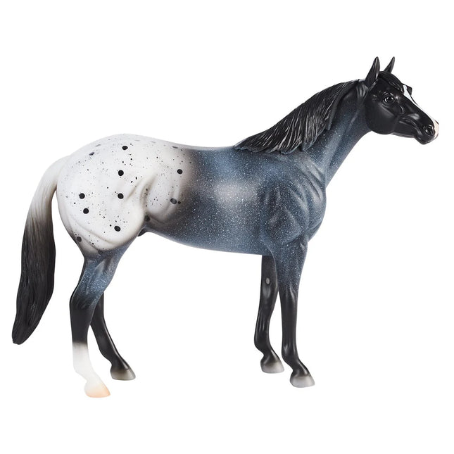 Blue Roan Appaloosa