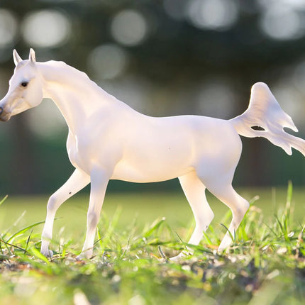 Grey Arabian