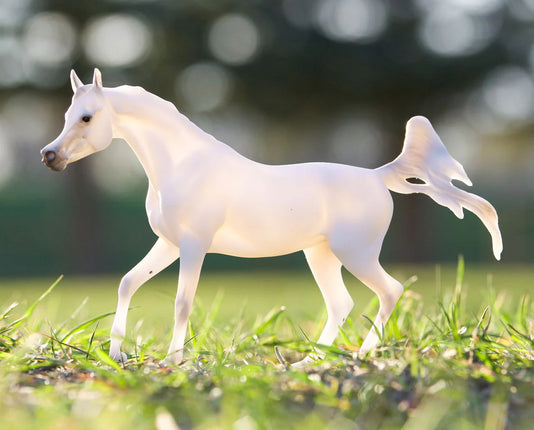 Grey Arabian