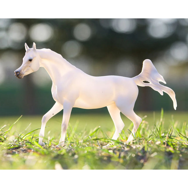 Grey Arabian