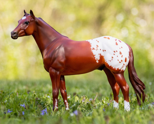 Ideal Appaloosa