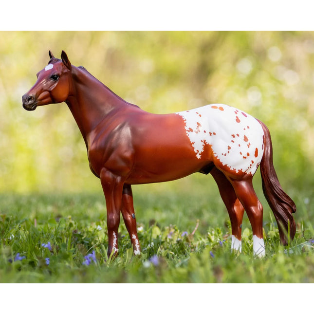 Ideal Appaloosa