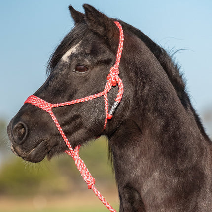 Cashel Flat Braid Pony Halter w/ Lead Pink